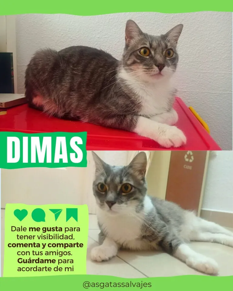 Asociacion Gatas Salvajes2 768x960