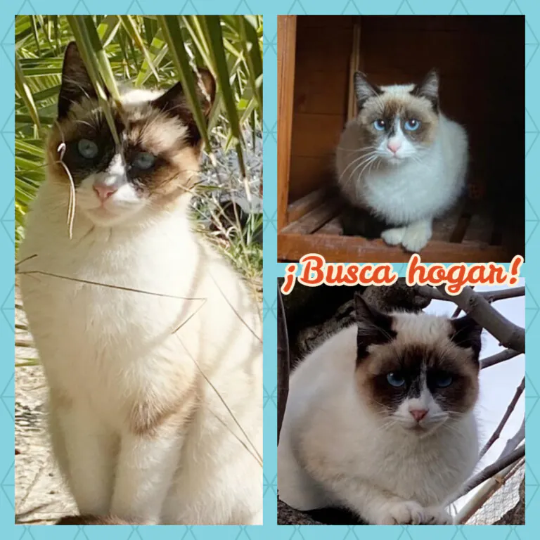 Pon un gato en tu vida 768x768