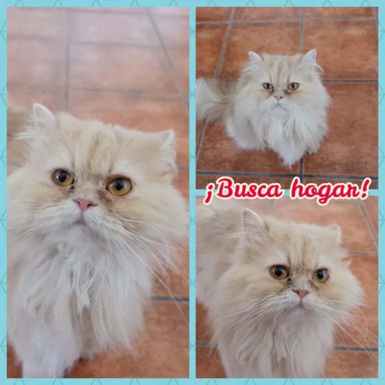 Pon un gato en tu vida2 768x768