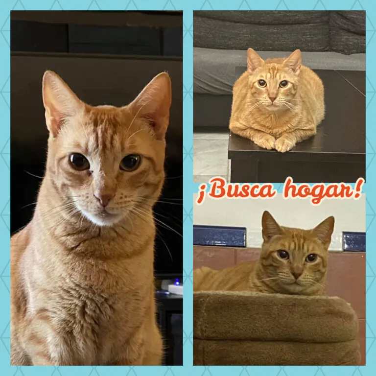 Pon un gato en tu vida3 768x768