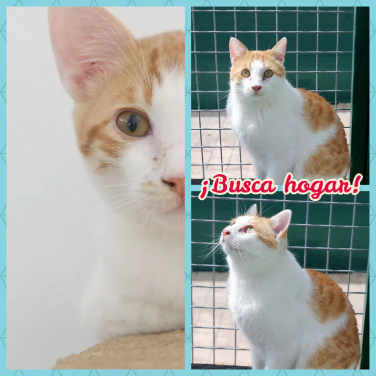 Pon un gato en tu vida5 768x768