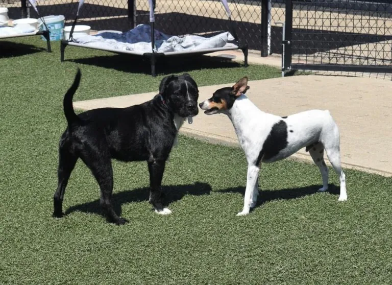 Refugio Rufopato3 768x558