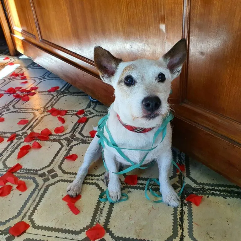 Ugot Bruncherie2 768x768