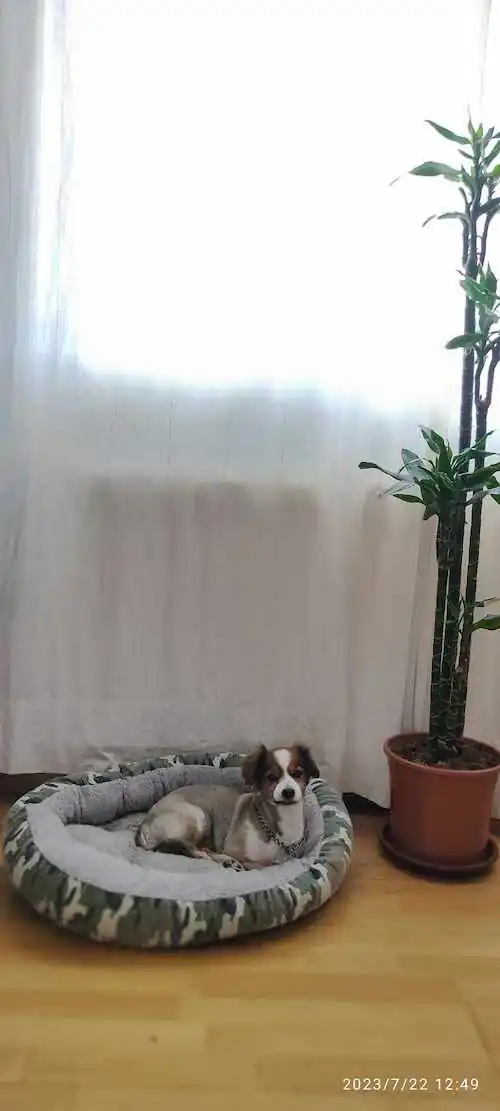 Vivienda vacacional en Jerez de la frontera7 1 1