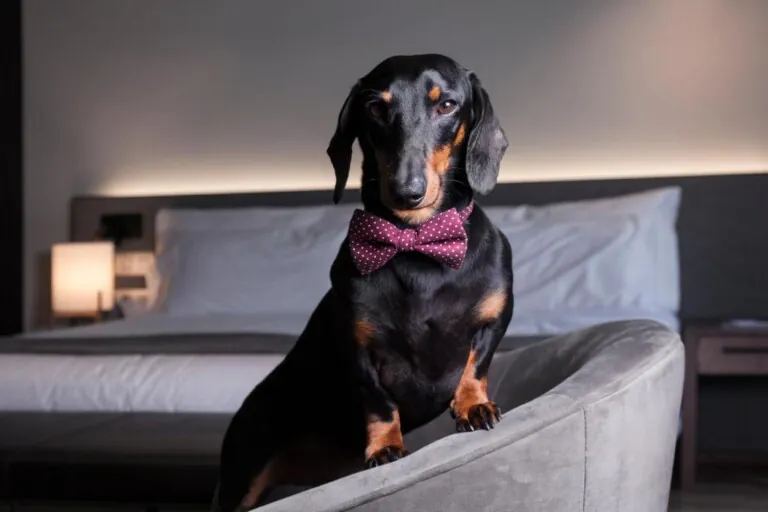 Petit Palace Lealtad Plaza pet friendly 768x512
