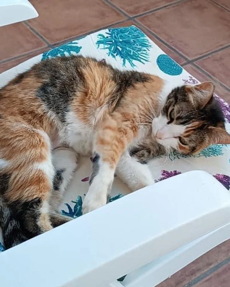 4GatosCartagena 2 768x957