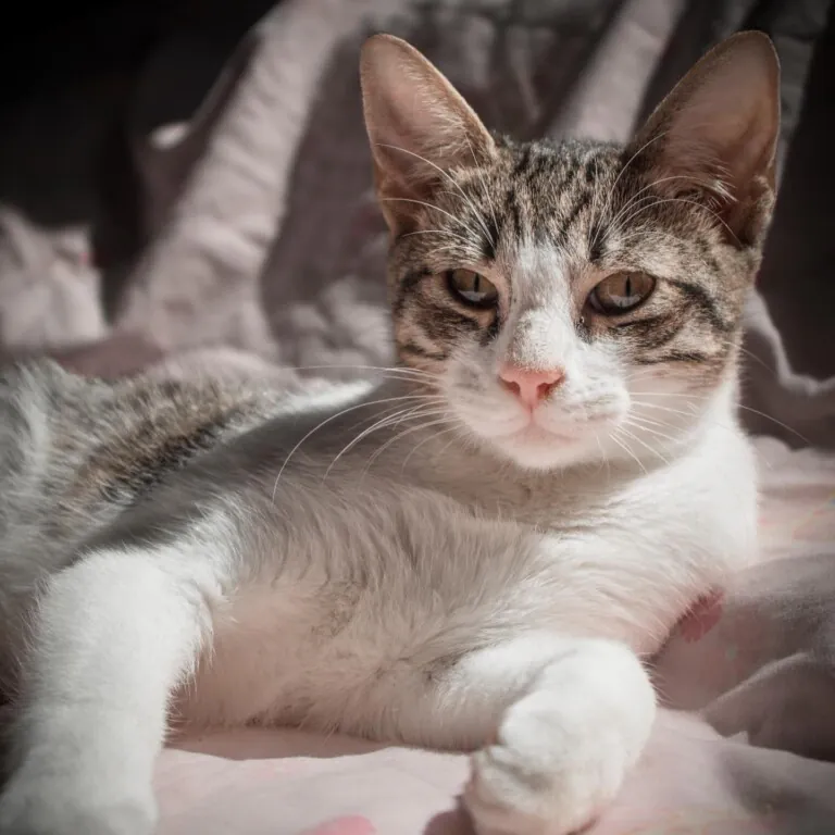 4GatosCartagena 3 768x768