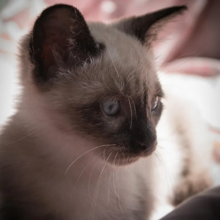 4GatosCartagena 4 768x768