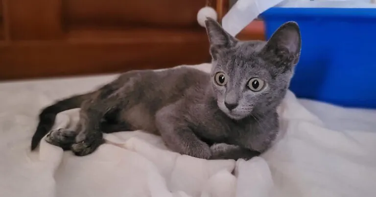 4GatosCartagena 5 768x402