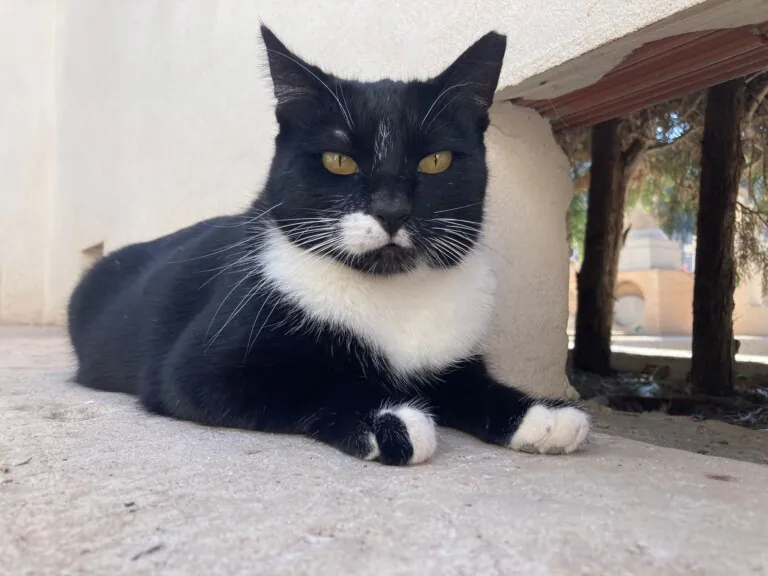 4GatosCartagena 6 768x576