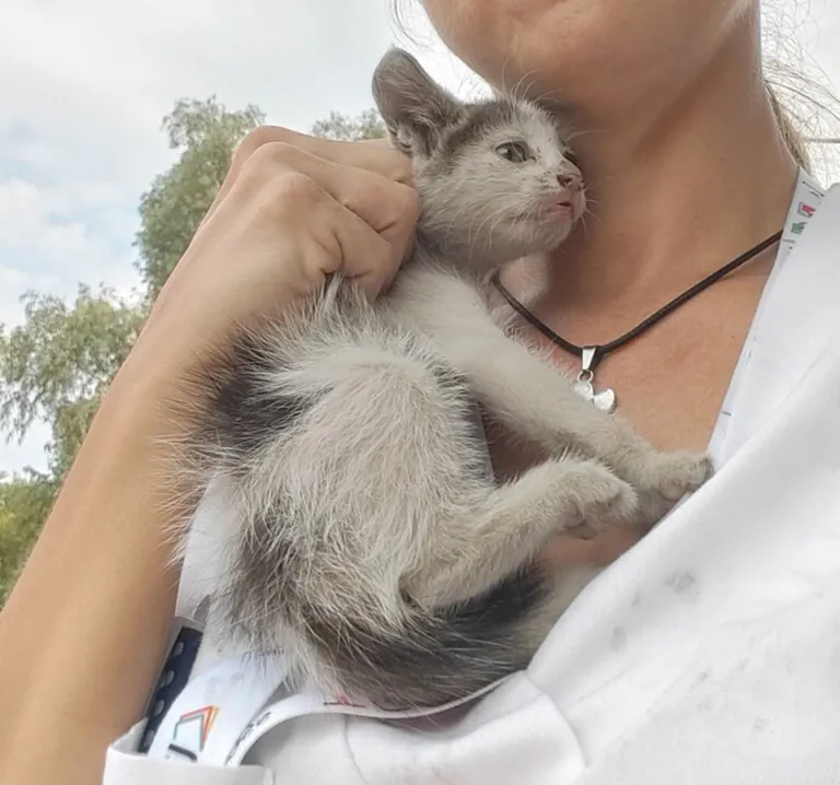 7VidasGatunas 2 768x718