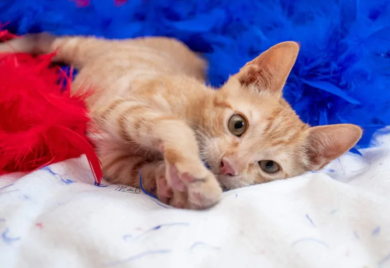 7VidasGatunas 3 768x528