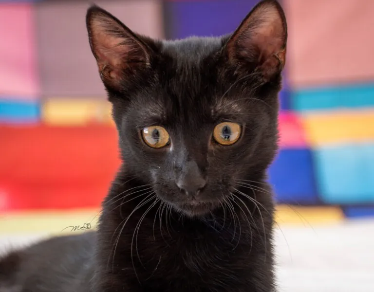 7VidasGatunas 4 768x600