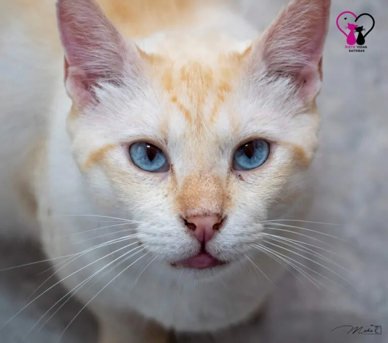 7VidasGatunas 5 768x678