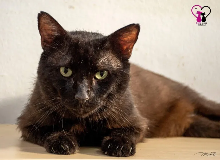 7VidasGatunas 6 768x559