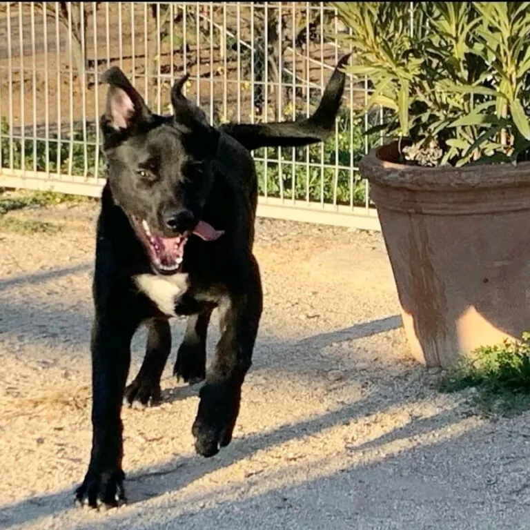 Adoptalo.com Madrid2 768x768