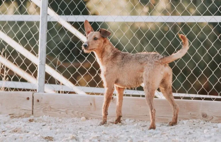 Adoptalo.com Madrid4 768x495