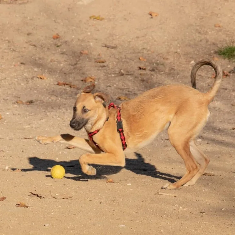 Adoptalo.com Madrid5 1 768x768