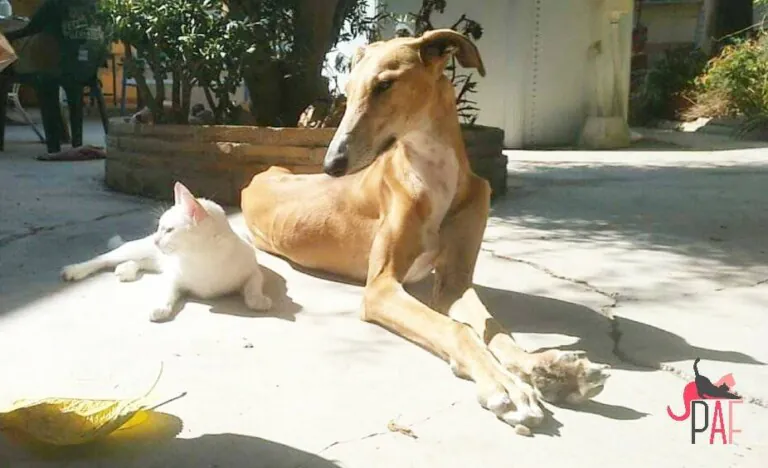 AlmohadillasFelices 7 768x468