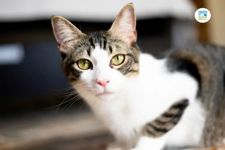 EquipoBastet 1 768x512