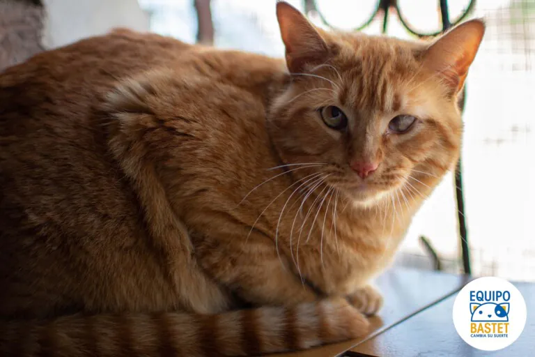 EquipoBastet 5 768x512