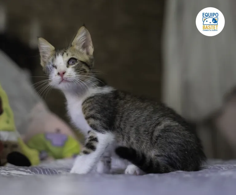 EquipoBastet 6 768x636