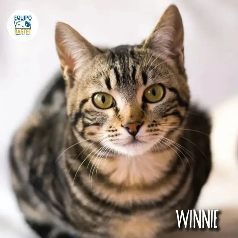 EquipoBastet 7 768x768