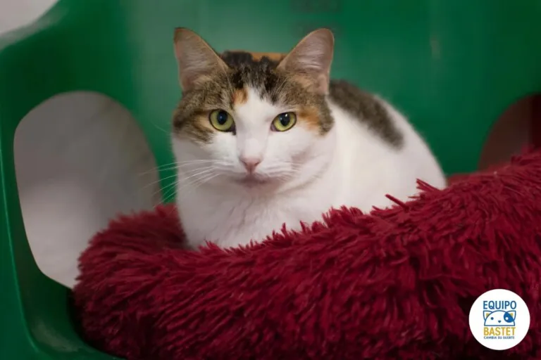 EquipoBastet 768x512