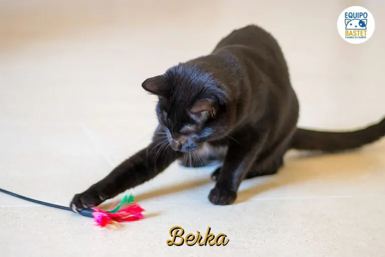 EquipoBastet 8 768x512