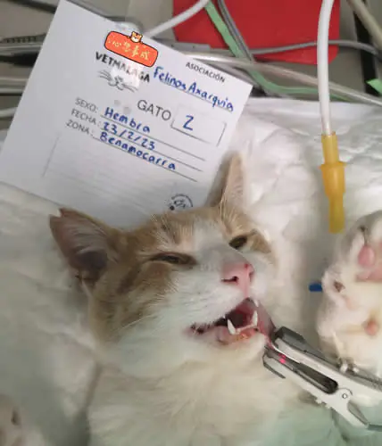 Felinos Axarquia 1 1