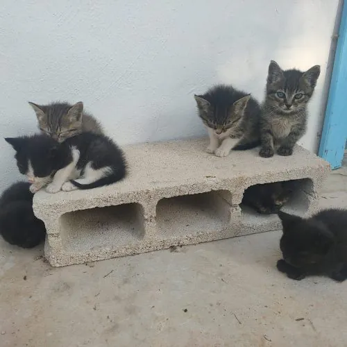 GatUnicos 1