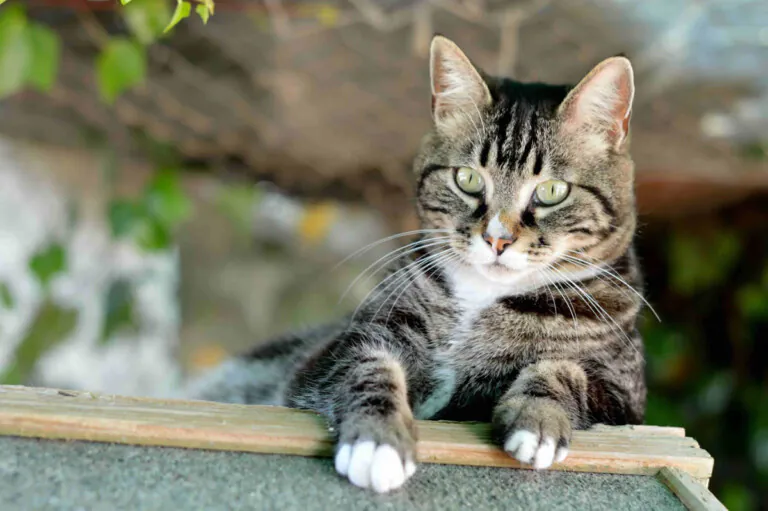 GatosAbandona2 1 2 1 768x511