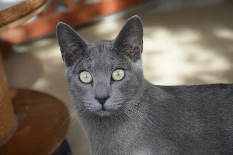 GatosAbandona2 2 768x511