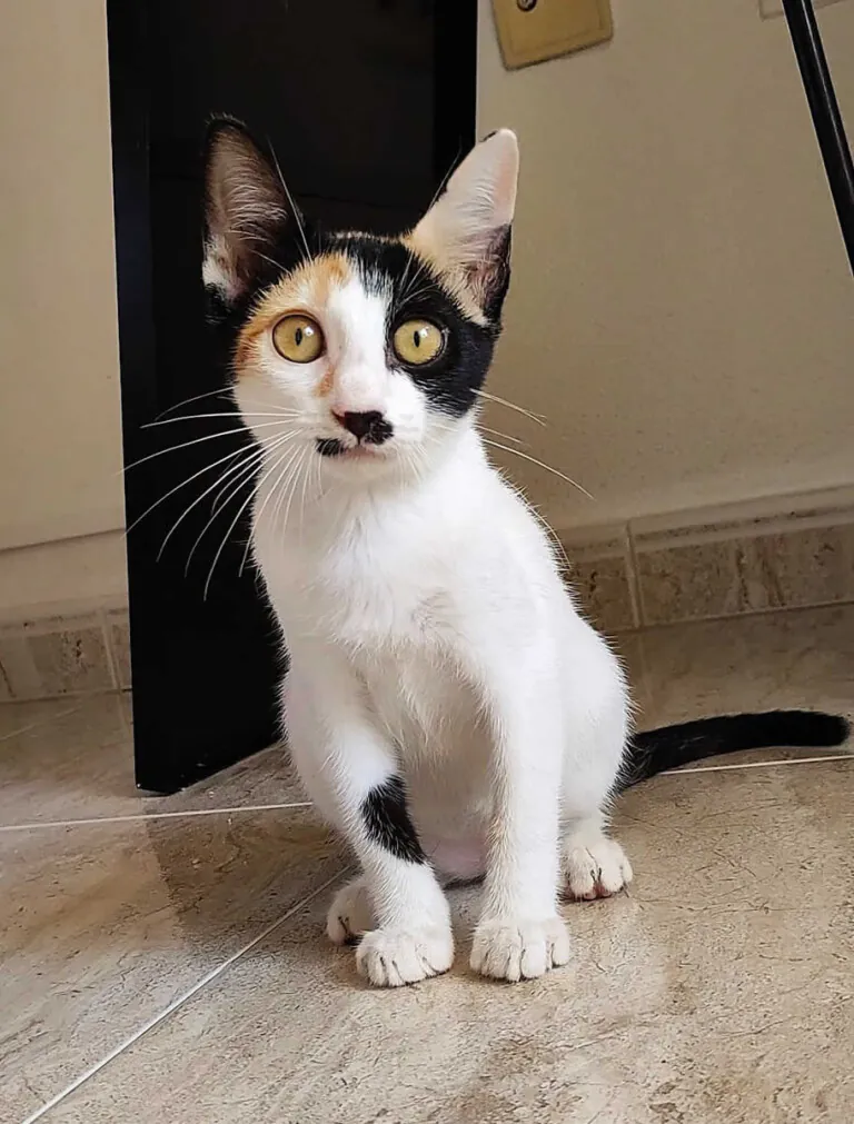 GatosAbandona2 3 768x1011