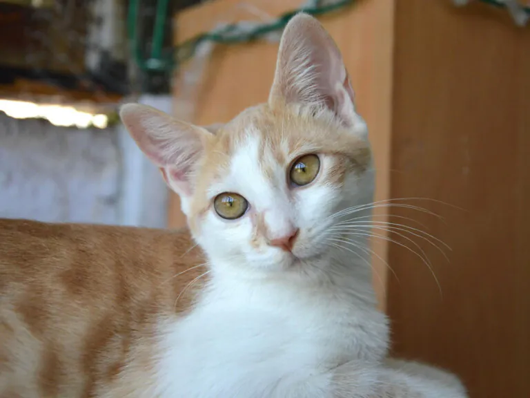 GatosAbandona2 4 768x576