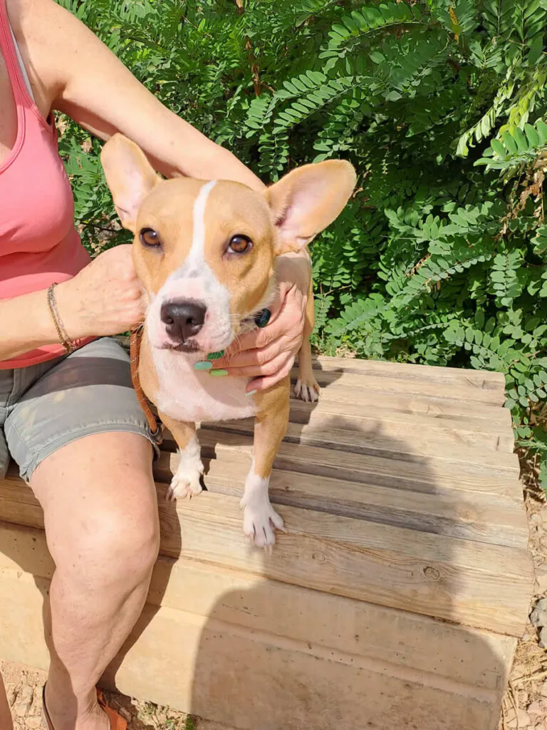 GatosAbandona2 6 768x1024