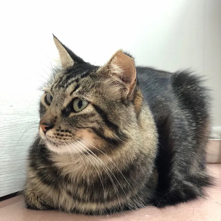 Ghato Verde 3 768x768