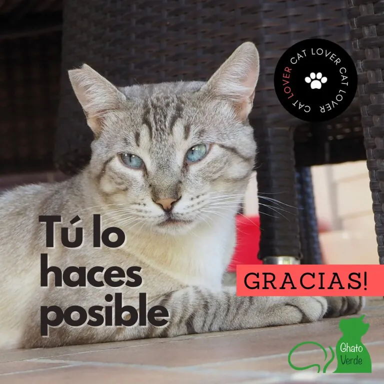 Ghato Verde 4 768x768