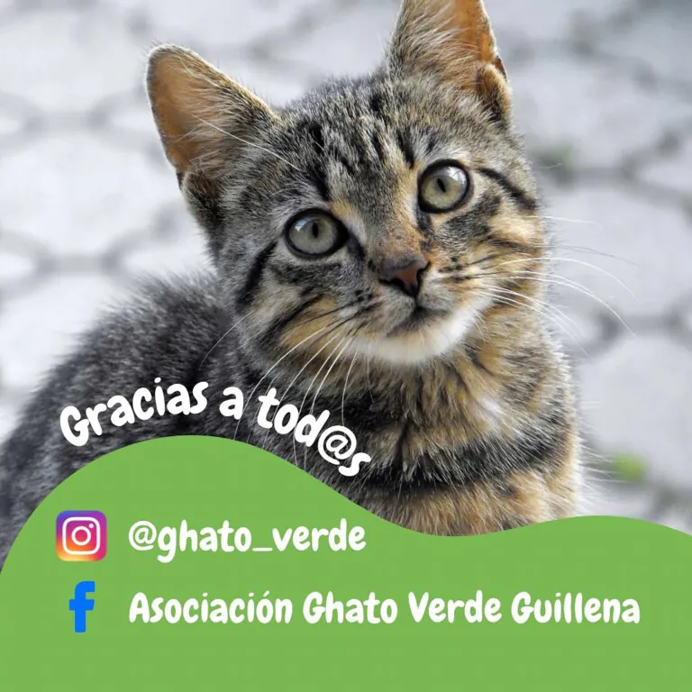 Ghato Verde 5 768x768