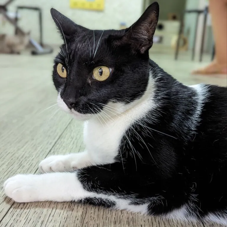 Ghato Verde 6 768x768