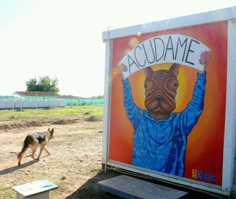 La asociacion protectora de animales ACUDAME Merida Badajoz2 768x650
