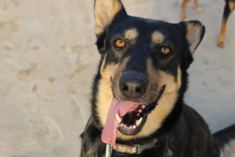 La asociacion protectora de animales ACUDAME Merida Badajoz3 768x512