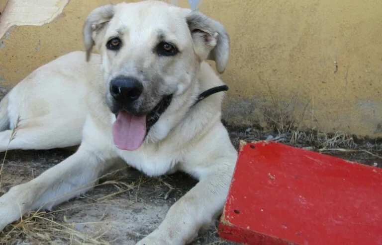 La asociacion protectora de animales ACUDAME Merida Badajoz5 768x494