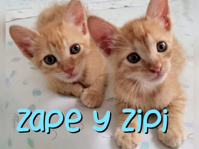 Redas 1 768x576