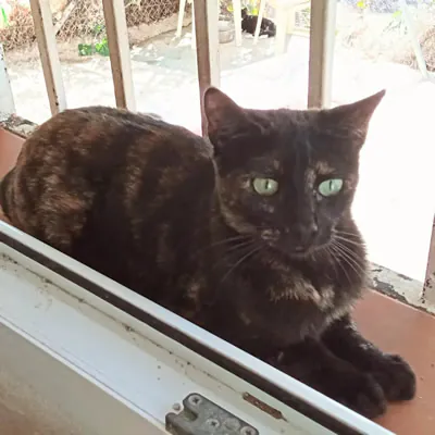 Refugio Felino Leo 1