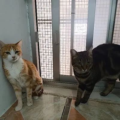 Refugio Felino Leo 2