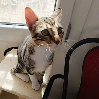 Refugio Felino Leo 3