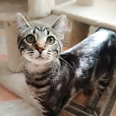 Refugio Felino Leo 4