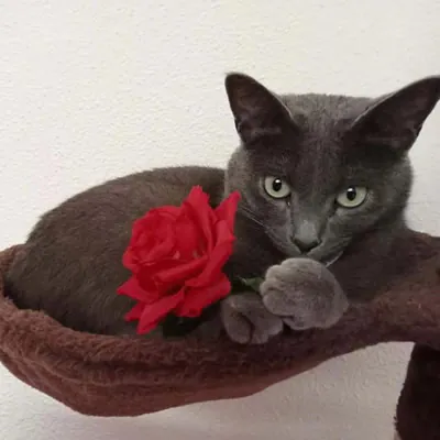 Refugio Felino Leo 5