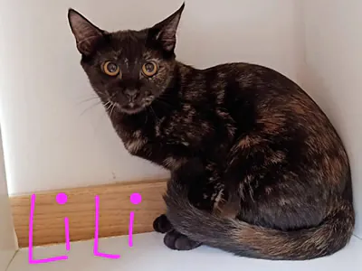 Refugio Felino Leo 6